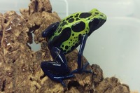 picture of Cobalt Tinctorius Poison Dart Frog Med                                                               Dendrobates tinctorius